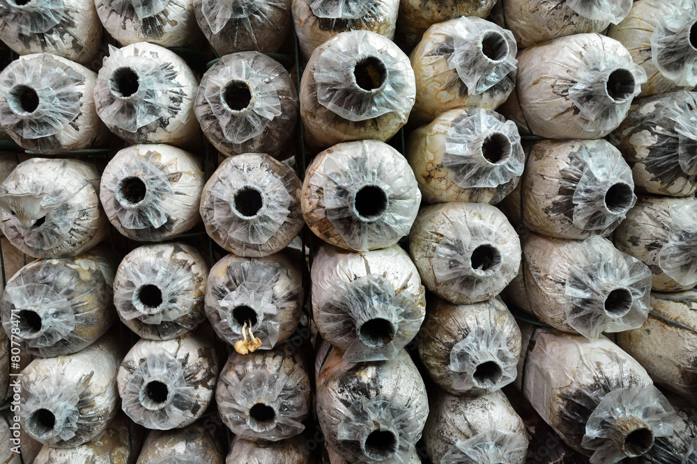 Fototapeta premium Row of Abandoned Spore Bag in mushroom house