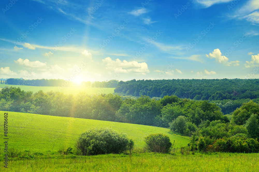 Fototapeta premium green field and blue sky with light clouds
