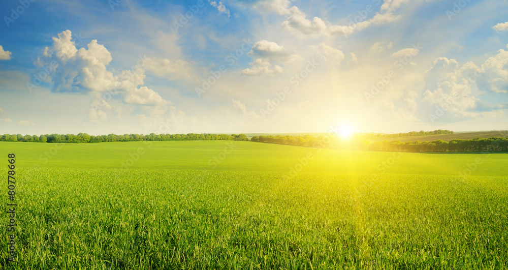 Naklejka premium field, sunrise and blue sky