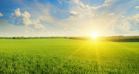 Fototapete Jahreszeiten Feld bei Sonnenaufgang mit blauem Himmel  © alinamd