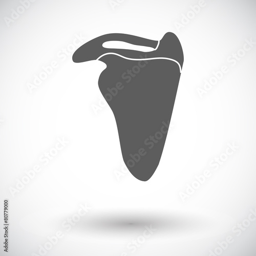 Scapula