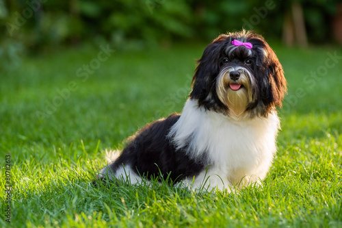 Fototapeta Naklejka Na Ścianę i Meble -  Happy black and white havanese puppy dog is sitting in the grass