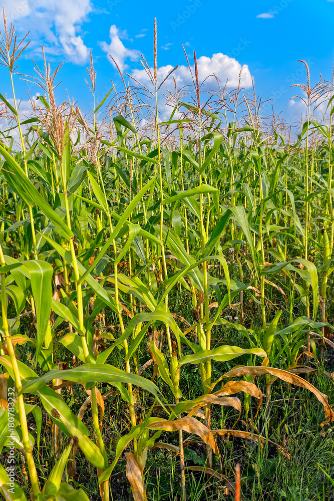 Obraz premium Corn field against blue cloudy sky