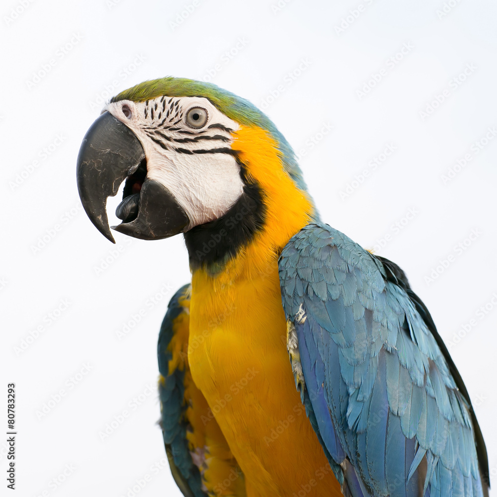 Blue-and-Yellow Macaw (Ara ararauna), also known as the Blue-and