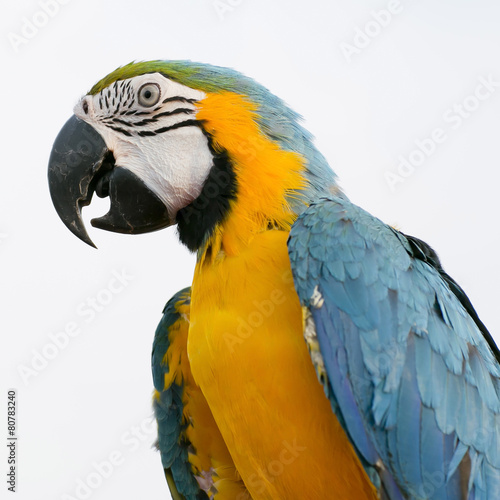 Blue-and-Yellow Macaw (Ara ararauna), also known as the Blue-and © art9858
