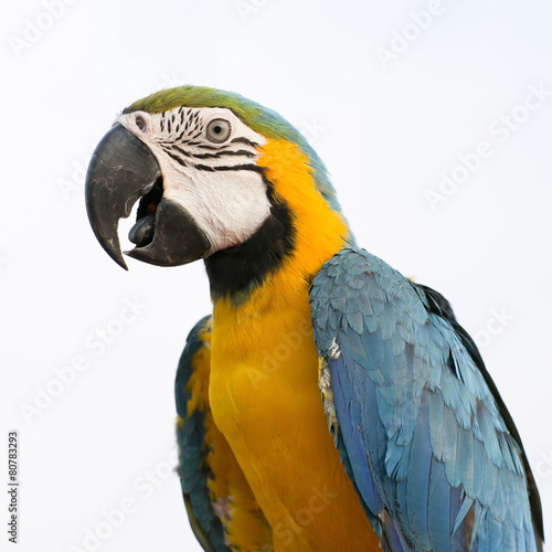 Blue-and-Yellow Macaw (Ara ararauna), also known as the Blue-and