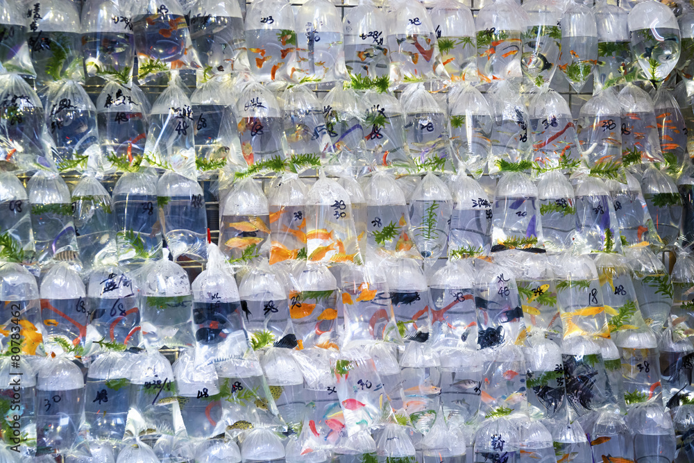 Obraz premium Aquarium fish displayed at the Goldfish market in Hong Kong.