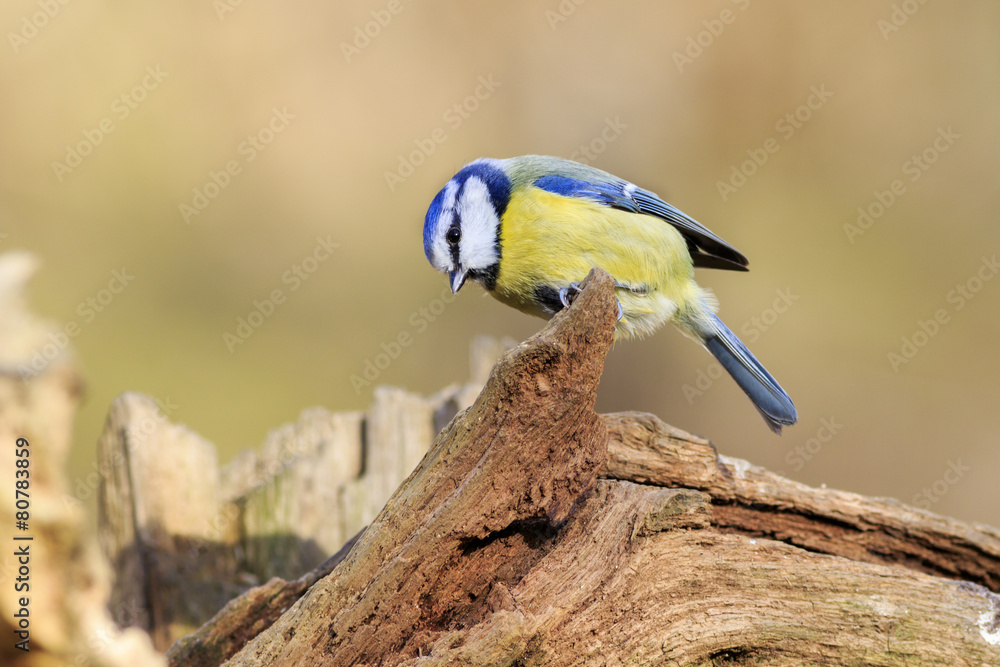 Fototapeta premium Blue Tit (Parus caeruleus)