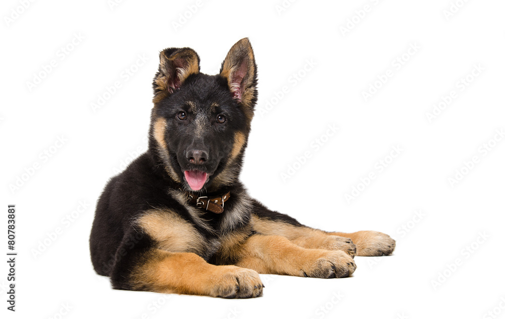 Portrait of a curious German shepherd puppy