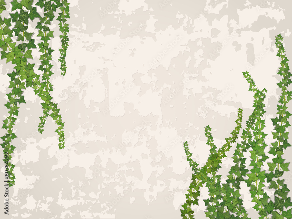 hanging vines on the background of old stucco wall - obrazy, fototapety, plakaty 
