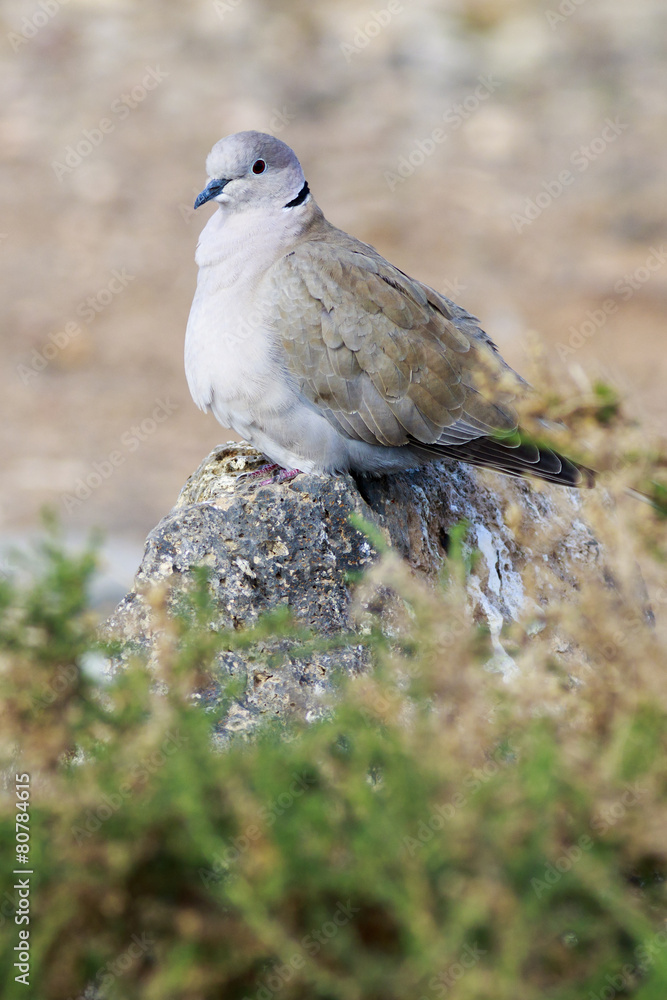 Collared Dove (Streptopelia decaocto) Collared Dove (Streptopelia decaocto)
