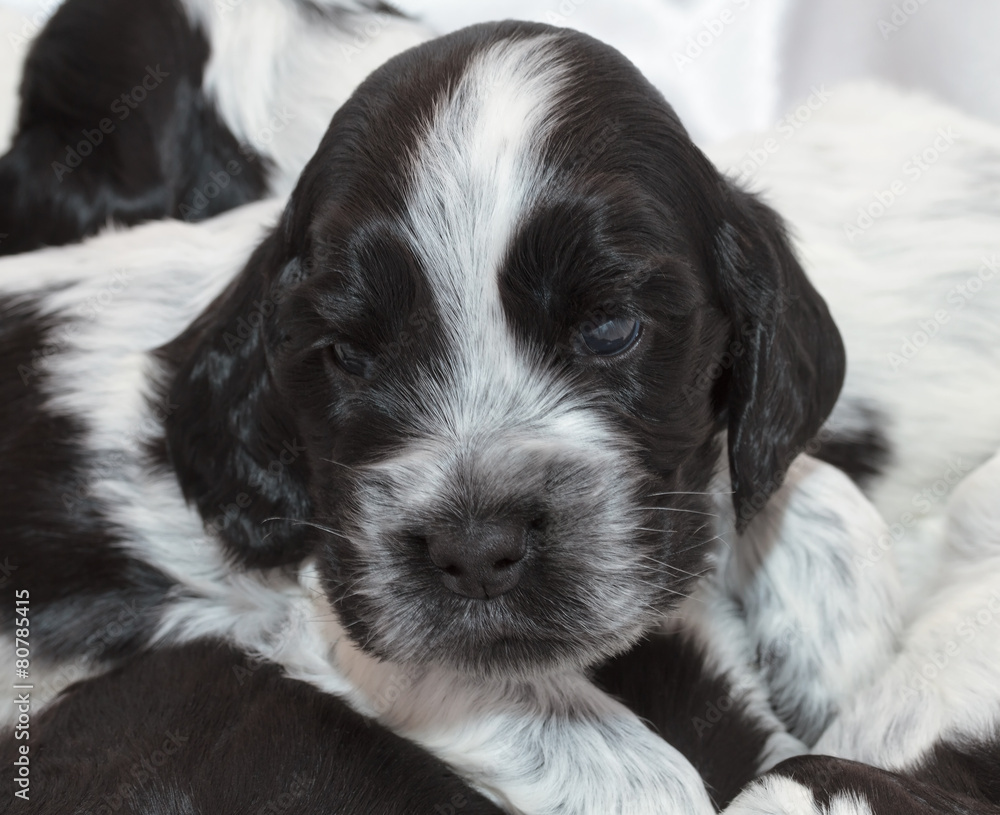 Fototapeta premium English Cocker Spaniel Puppies.