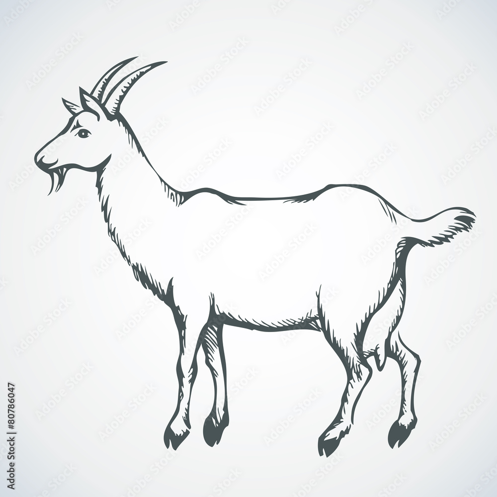 Obraz premium Goat. Vector drawing