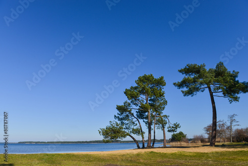 Landes pine on the edge of a lake