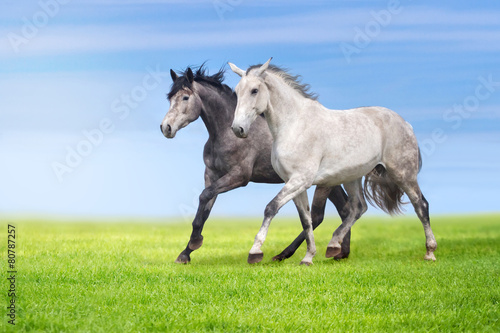 Couple of grey horse run gallop on gree grass against beautiful