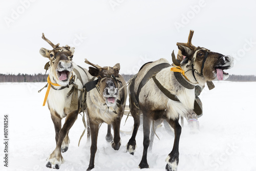 Fototapeta Naklejka Na Ścianę i Meble -  reindeer sleigh