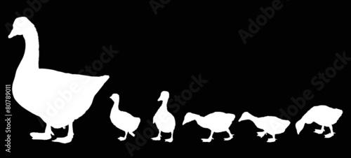 newborn gosling and goose silhouettes isolated on black