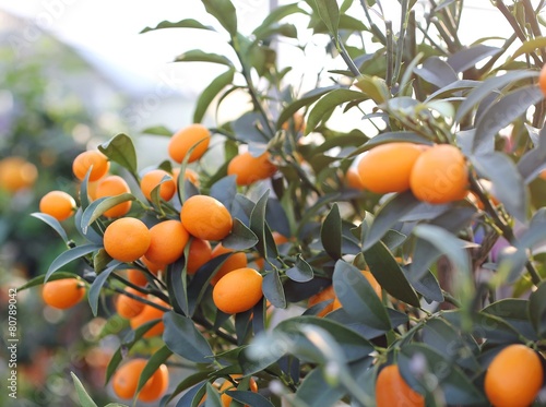 Canvas Print kumquat orange fruit hanging  in the orchard of South Europe