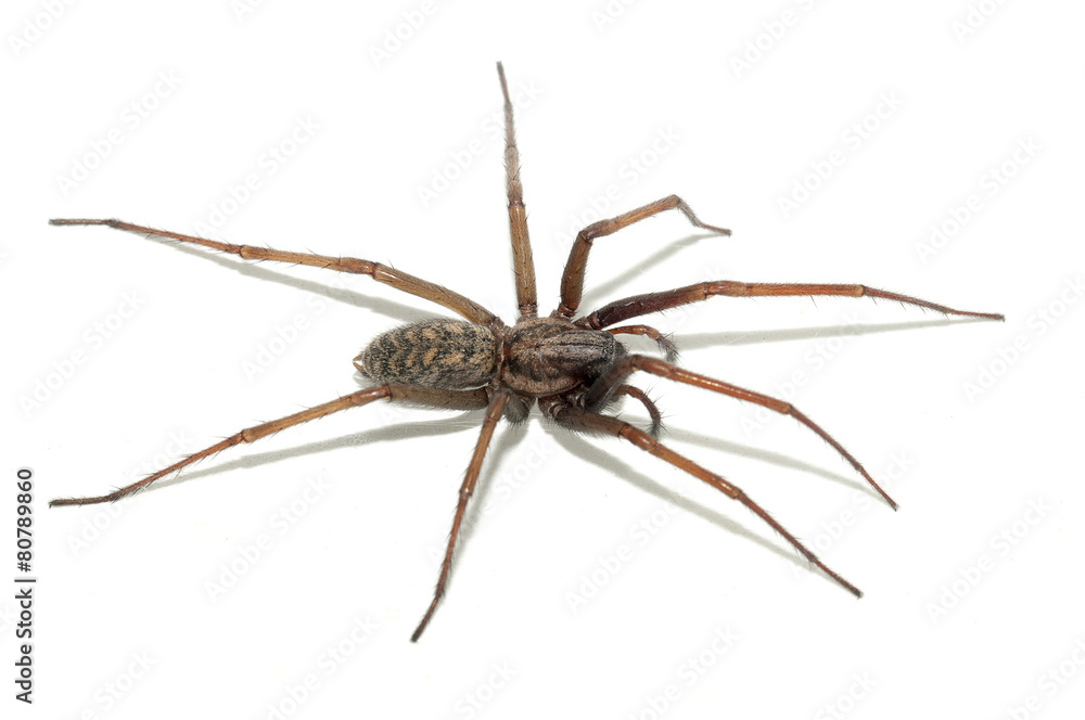 Tegenaria domestica