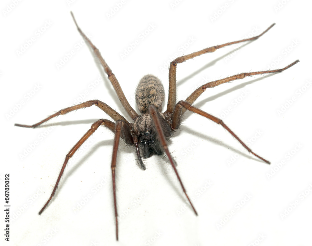 Obraz premium Tegenaria domestica