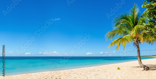Amazing sandy beach with coconut palm tree and blue sky  Caribbe