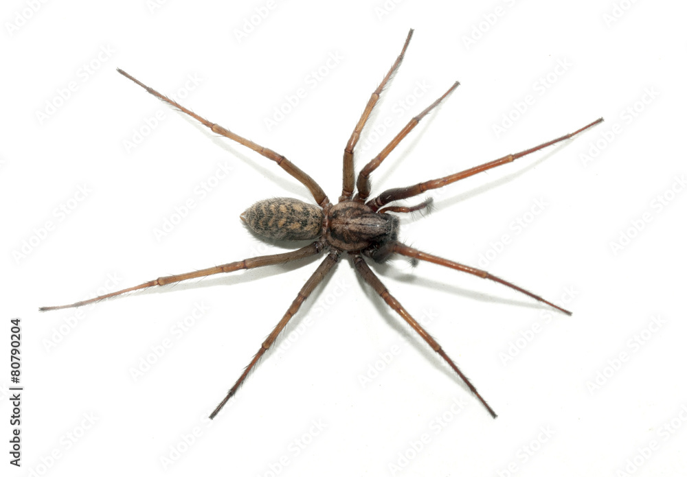Tegenaria domestica