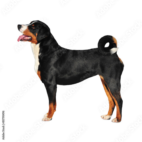 Sennenhund Appenzeller tricolor dog isolated on white, in studio