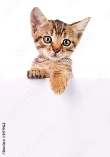 brown kitten with empty board