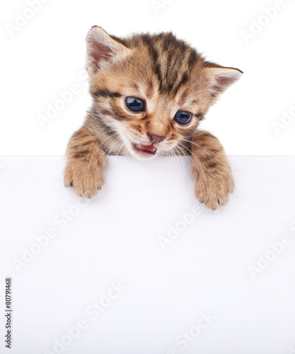 brown kitten with empty board