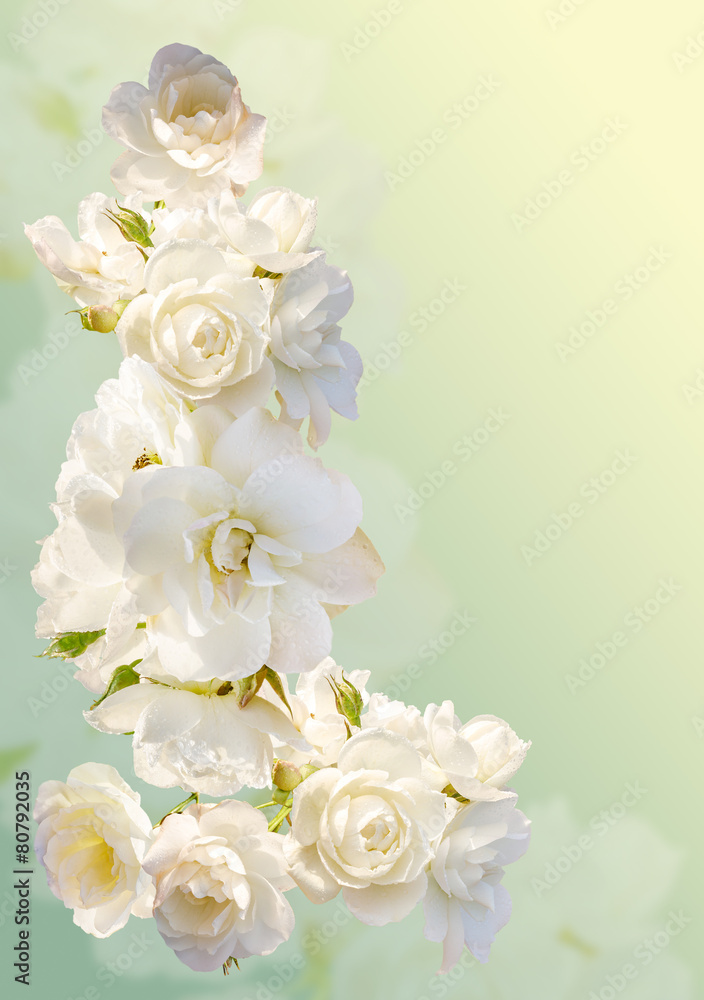 Fototapeta premium Beautiful vertical frame with a bouquet of white roses
