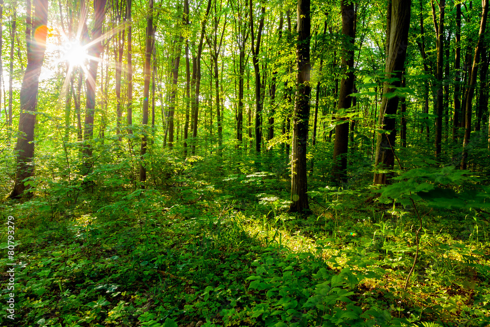 Naklejka premium drzewa leśne