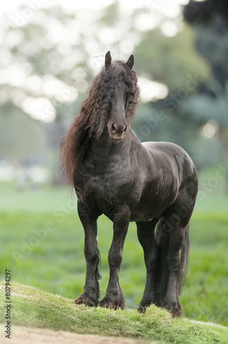 Fototapeta Naklejka Na Ścianę i Meble -  Friesian horse standing on a green field