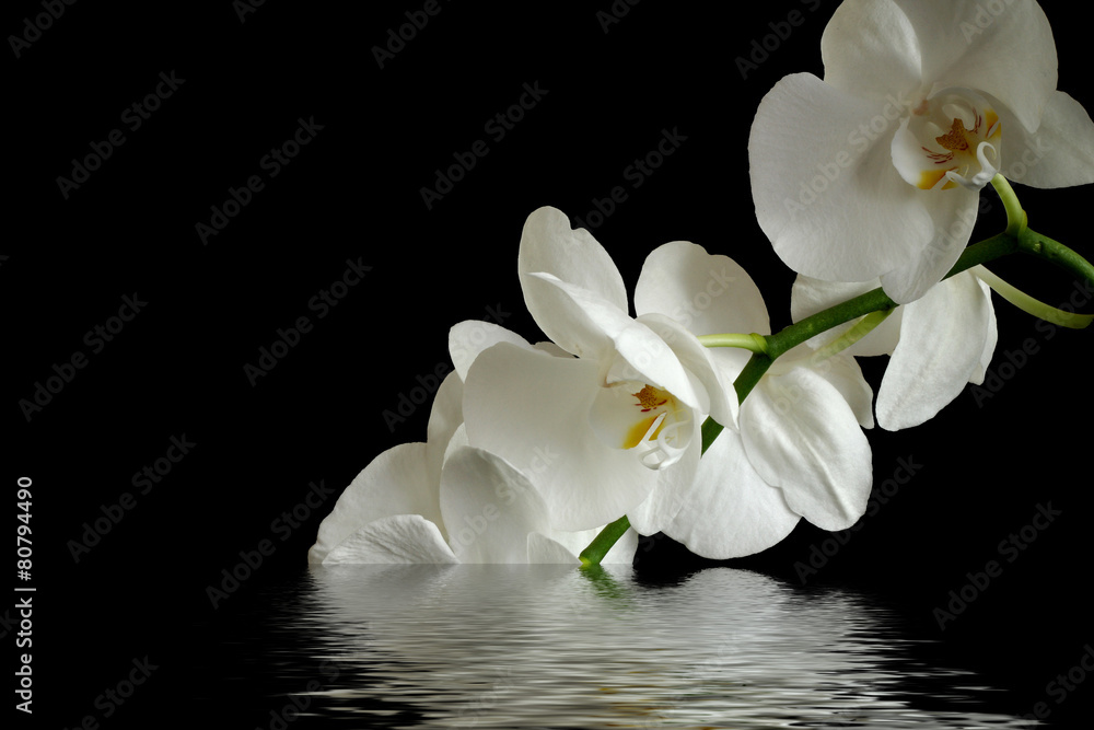 white orchid on black background reflected in the water  - obrazy, fototapety, plakaty 