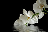 white orchid on black background reflected in the water 