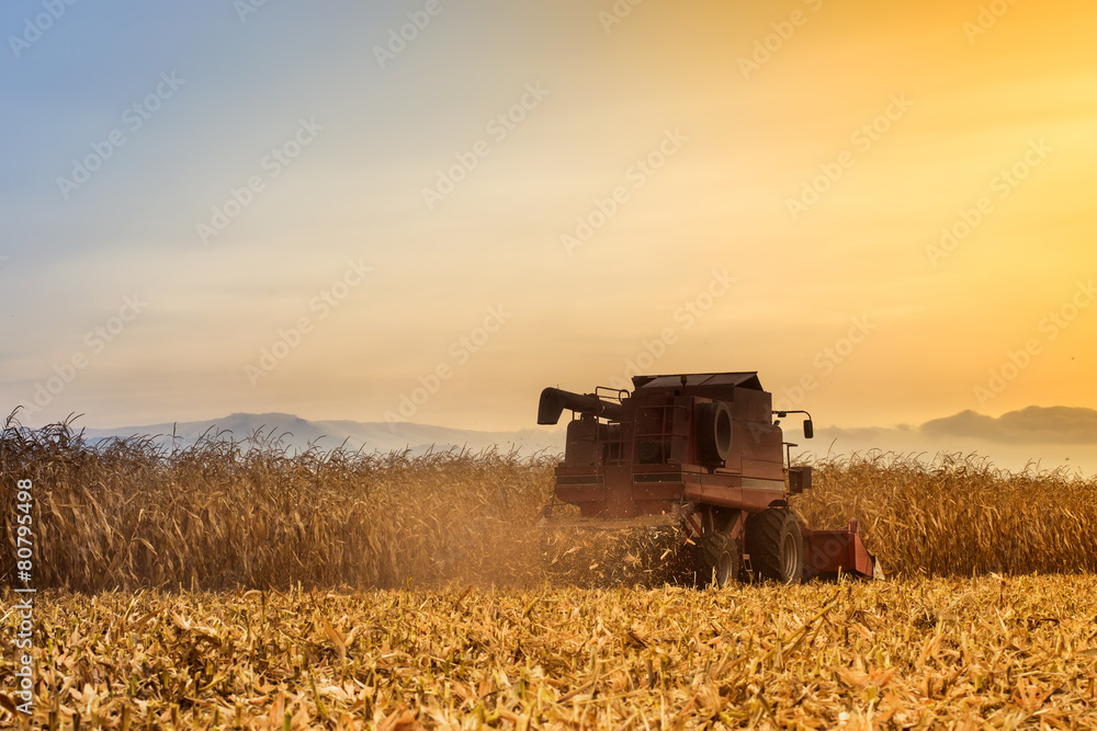 Fototapeta premium Red harvester working on corn field