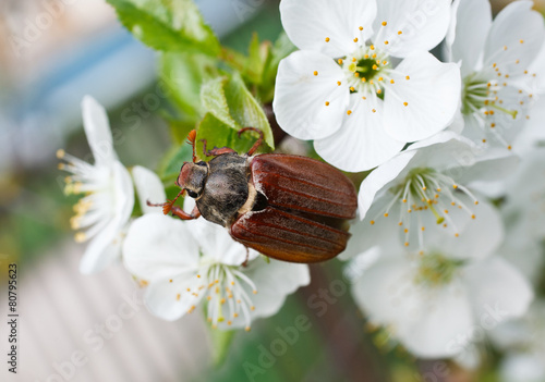 Fotografija chafer