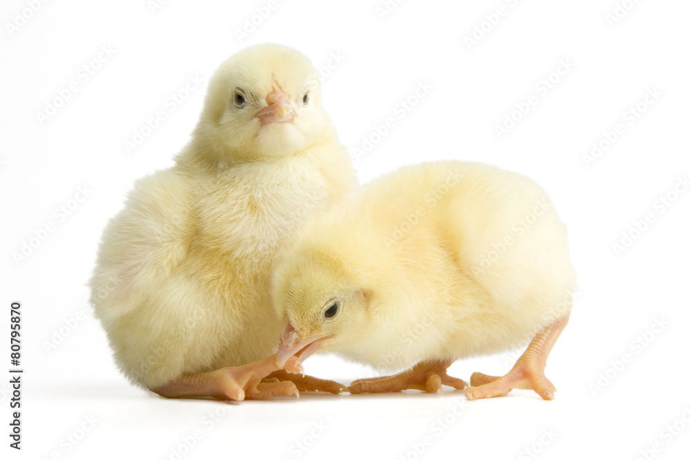 Fototapeta premium Küken