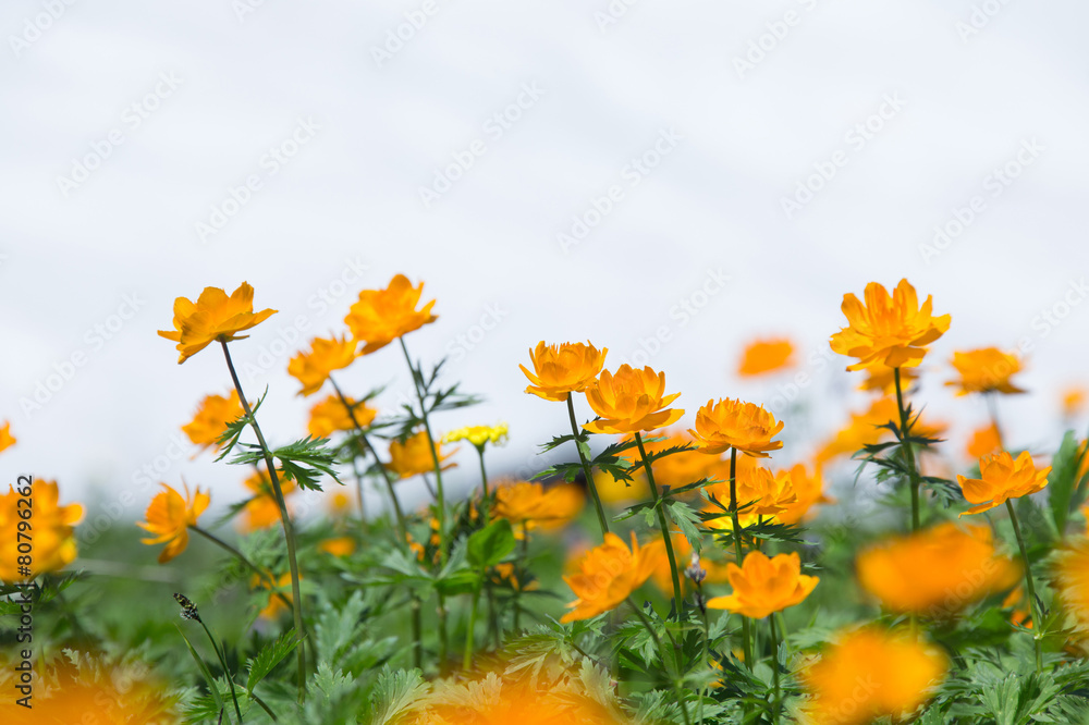 orange globe-flower orange globe-flower