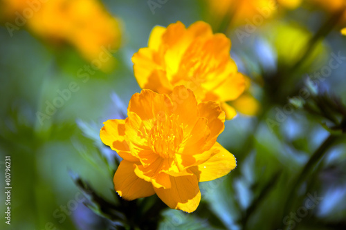 orange globe-flower © salman2