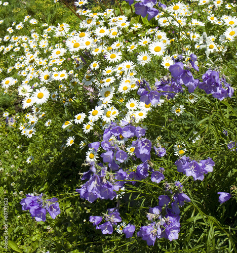 Camomiles (ox-eye daisy) and bellflower