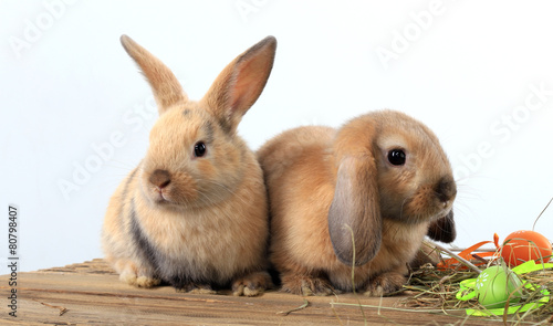 pair of rabbits