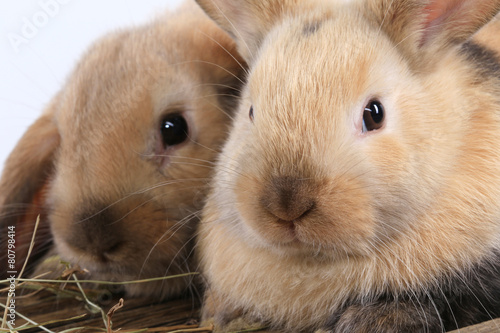 pair of rabbits