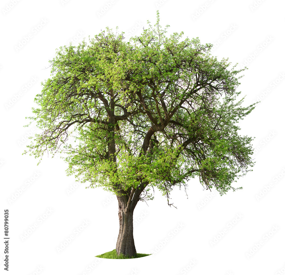 Obraz premium Isolated Apple Tree