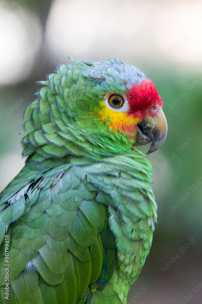 Obraz premium parrot