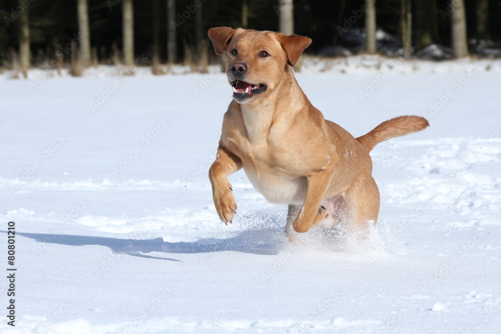 Labrador (beige) im Schnee