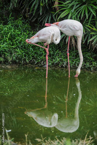 A Pair of Flamingoes