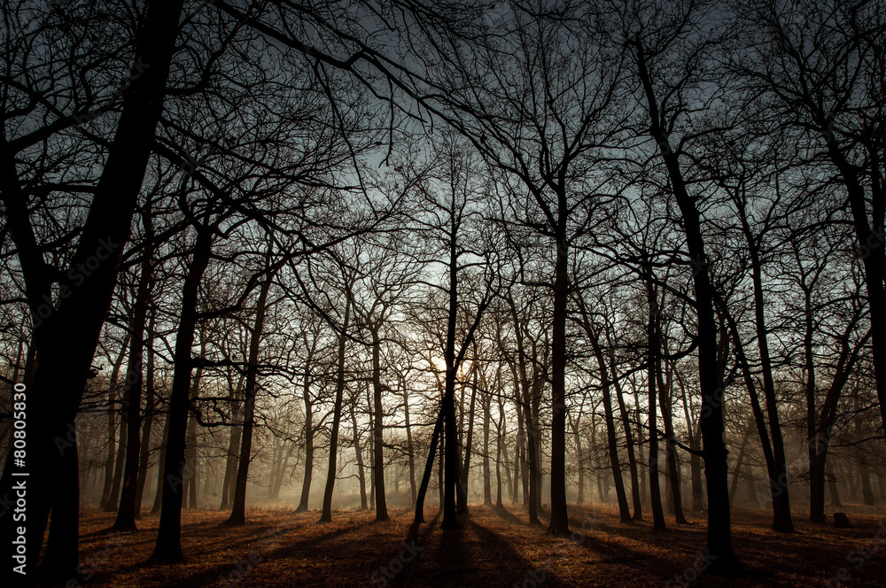 Утренний свет сквозь деревья