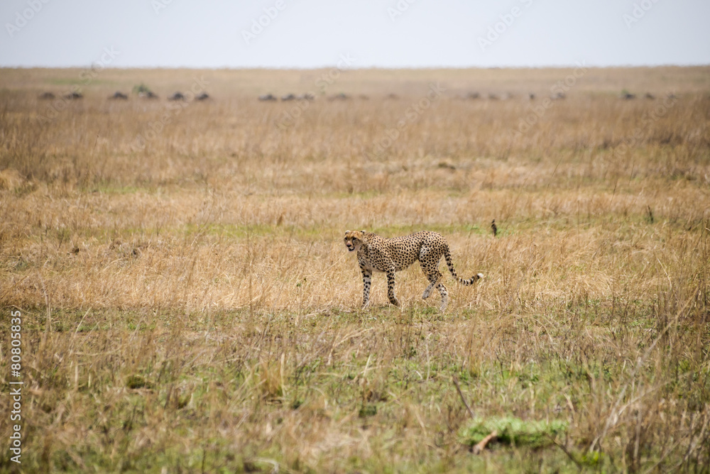 guépard en chasse - Parc du Serengenti Savane aride