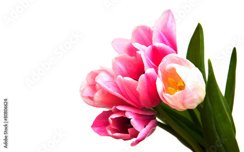 Fototapeta Naklejka Na Ścianę i Meble -  pink colored tulip flowers