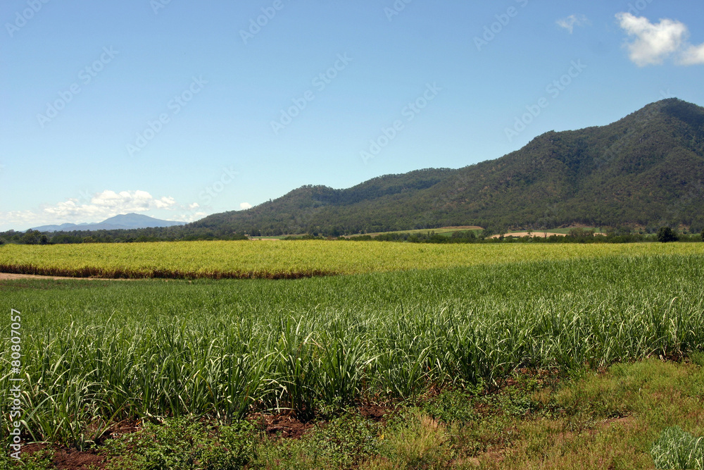 Zuckerrohr-Feld